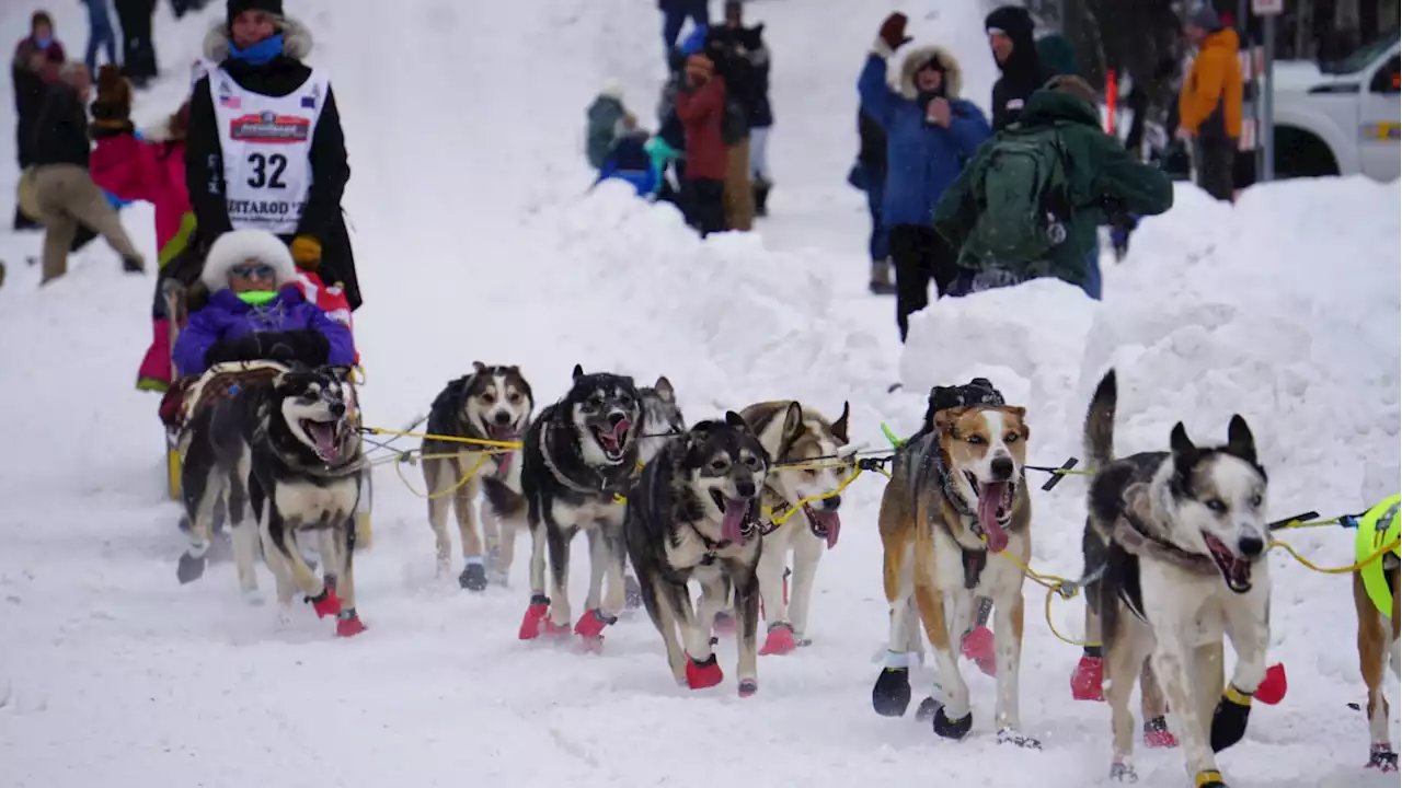 Missing Iditarod Dog Found Healthy After Three Months