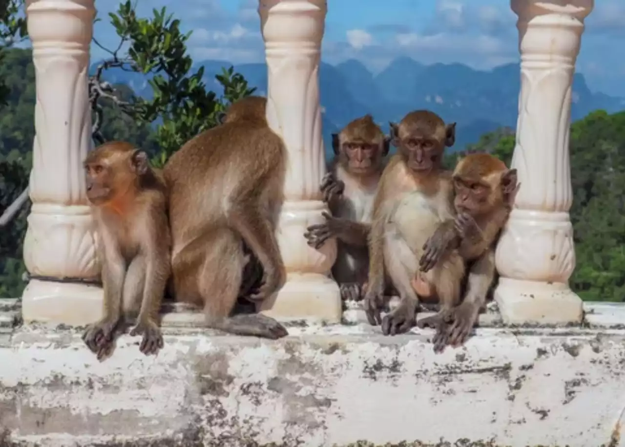 Monkey business: Watch out Constantia, a baboon takeover is underway