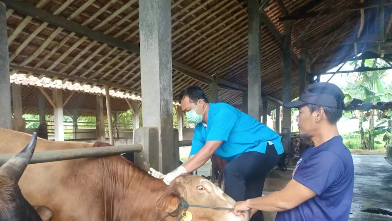 Penemuan Ternak Terjangkit PMK, Pemkot Depok Awasi Lalu Lintas Hewan Kurban