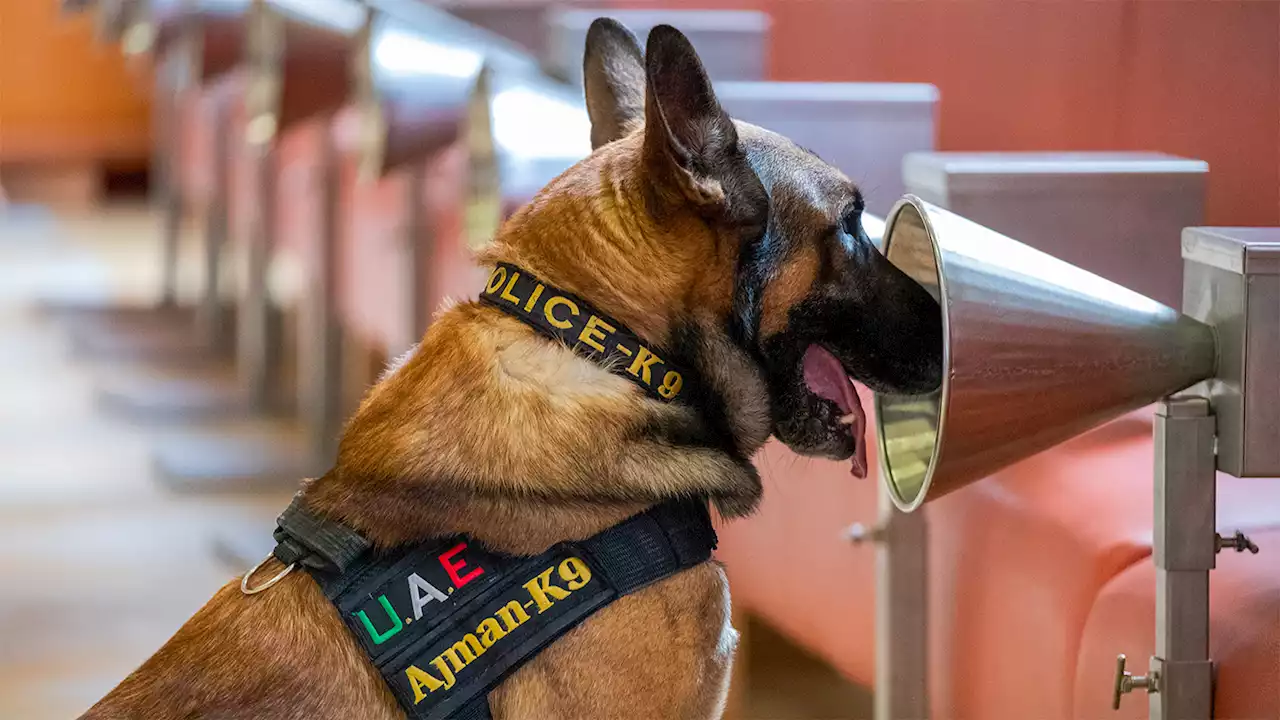 Trained dogs sniff out COVID-19 as well as lab tests do