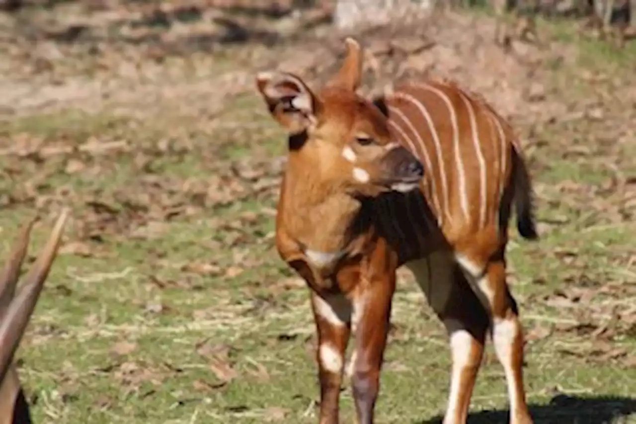 'Thrifty Tuesdays' are Back at the Montgomery Zoo - Alabama News