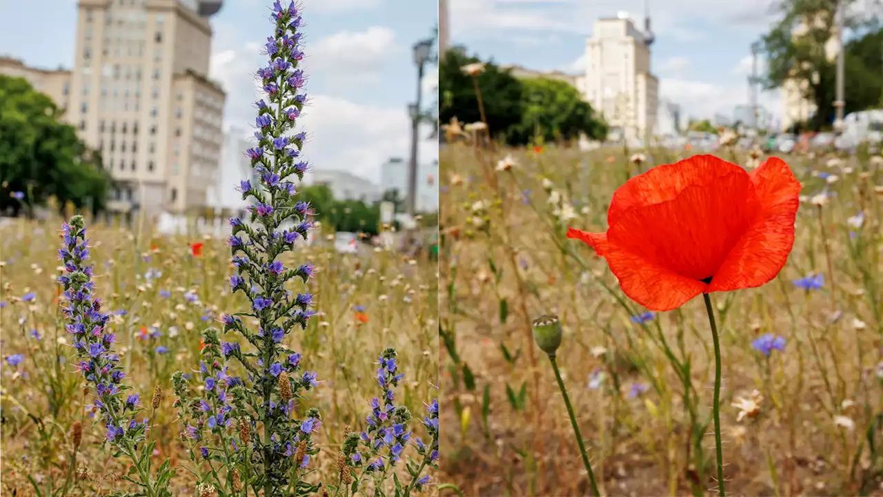 Berlin blüht richtig auf – und die Bienen freuen sich