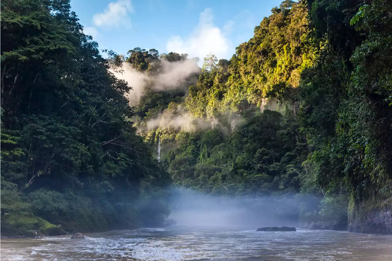 Amazon Rock Art Could Depict Millennia-old Megafauna