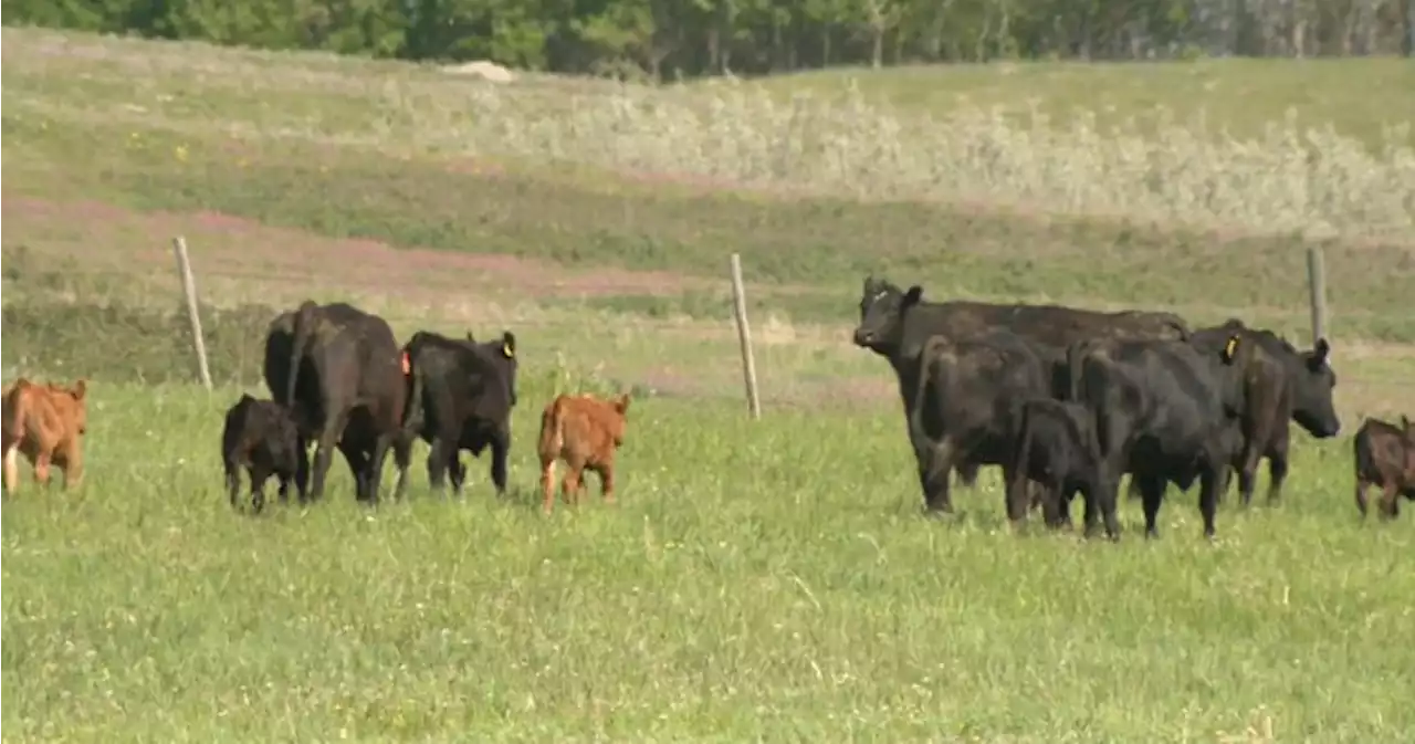 Over 300 cattle seized, many found dead as Saskatchewan farmer denies starvation charges | Globalnews.ca