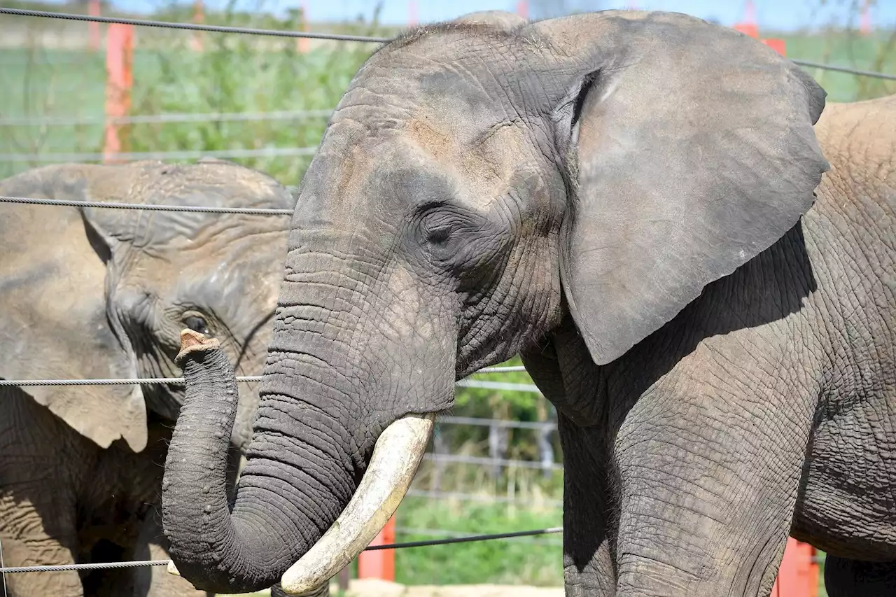 UK ban on trade of ivory takes effect in ‘conservation victory’ for elephants