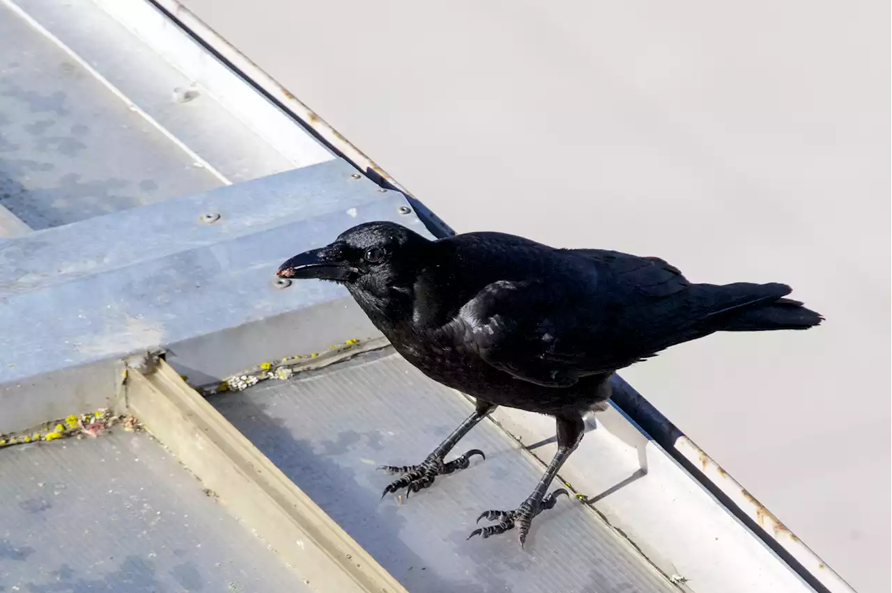 Bay Area residents are reporting an influx in crow 'attacks'