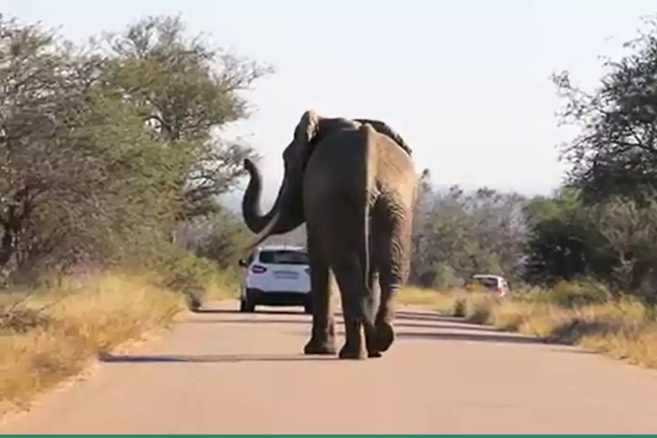 WATCH: Agitated elephant chases Kruger National Park tourists | The Citizen