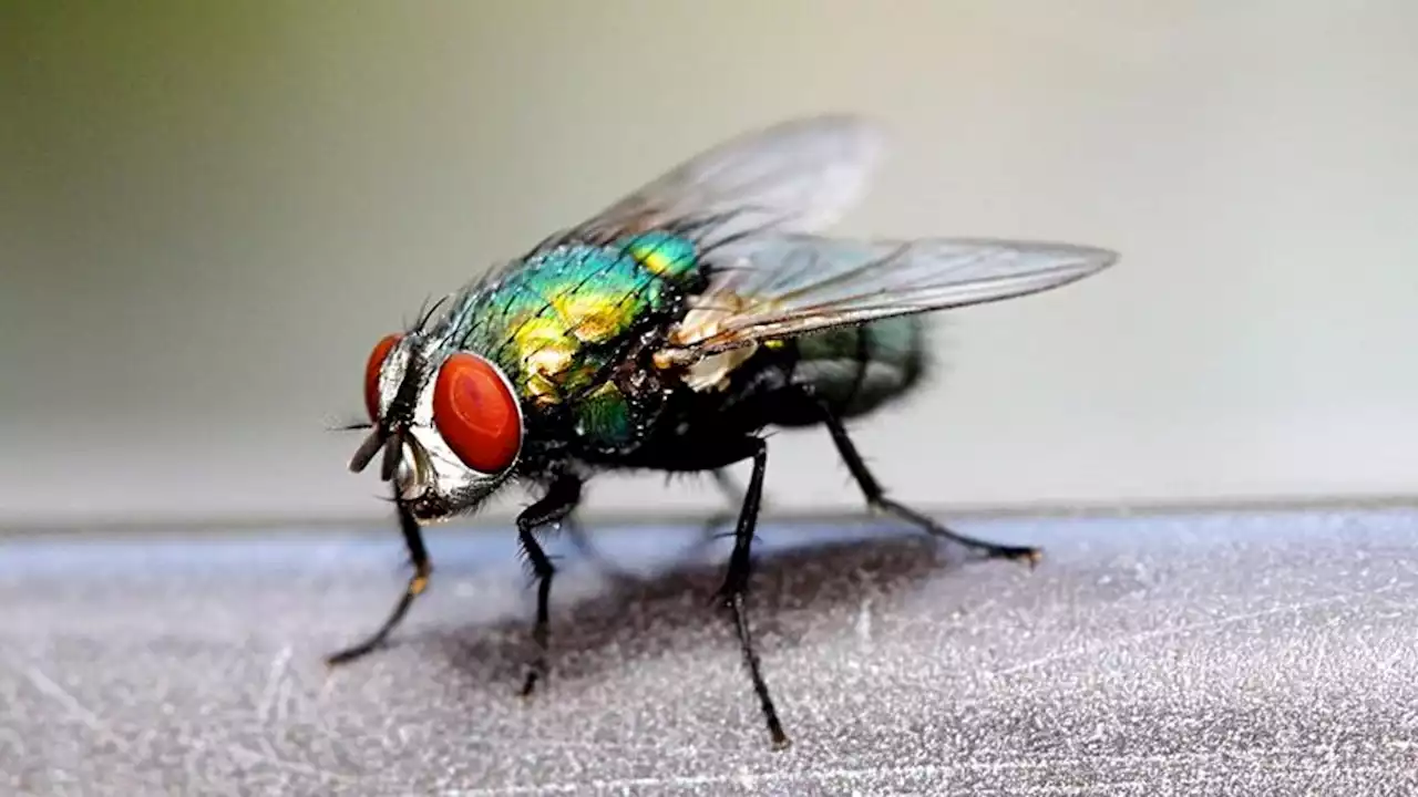 Housefly Fondly Recalls Losing Virginity On Rotting Pile Of Ground Beef