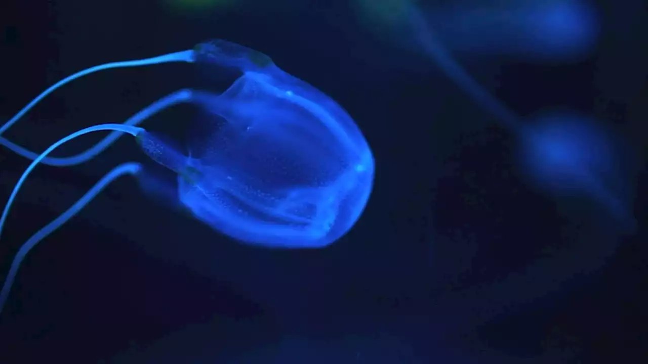 Shipwrecks Fuel Explosion of Dangerous Jellyfish Off Hawaii - Videos from The Weather Channel | weather.com