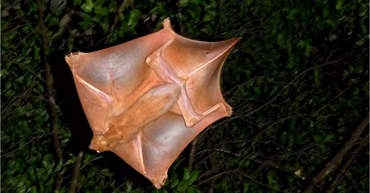 Absurd Creature of the Week: The Adorably Creepy Gliding Mammal That's Basically Just a Big Flap of Skin