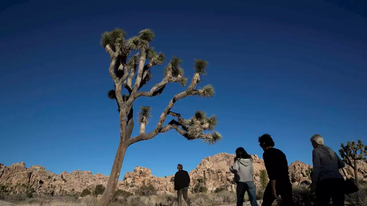 Joshua Tree park closes trail so bighorn sheep can get water