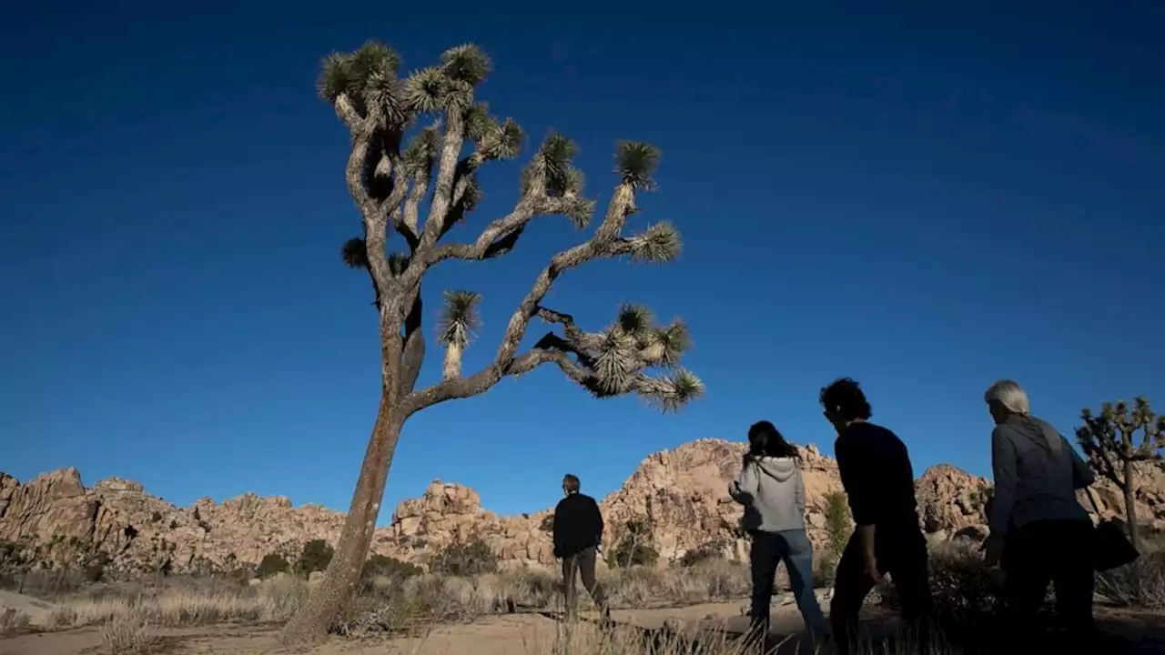 Joshua Tree park closes trail so bighorn sheep can get water