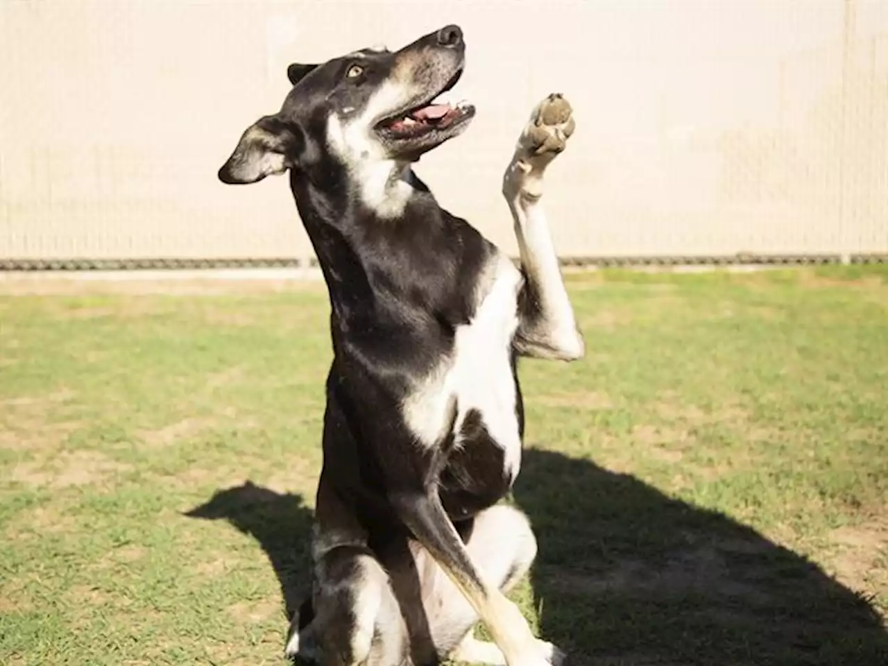 PHOTOS: 20 pets up for adoption now in the Valley