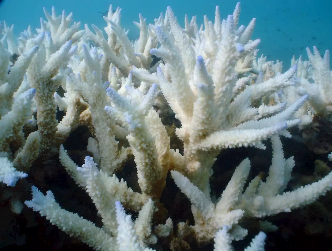 Hat das Great Barrier Reef überhaupt noch eine Zukunft?