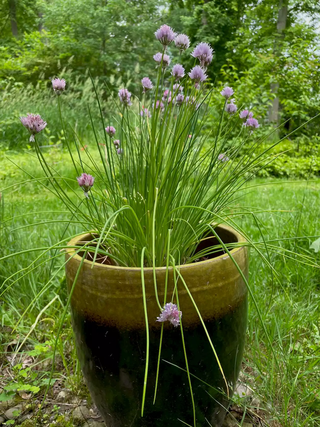 Anyone can grow herbs in Northeast Ohio. Here’s how.