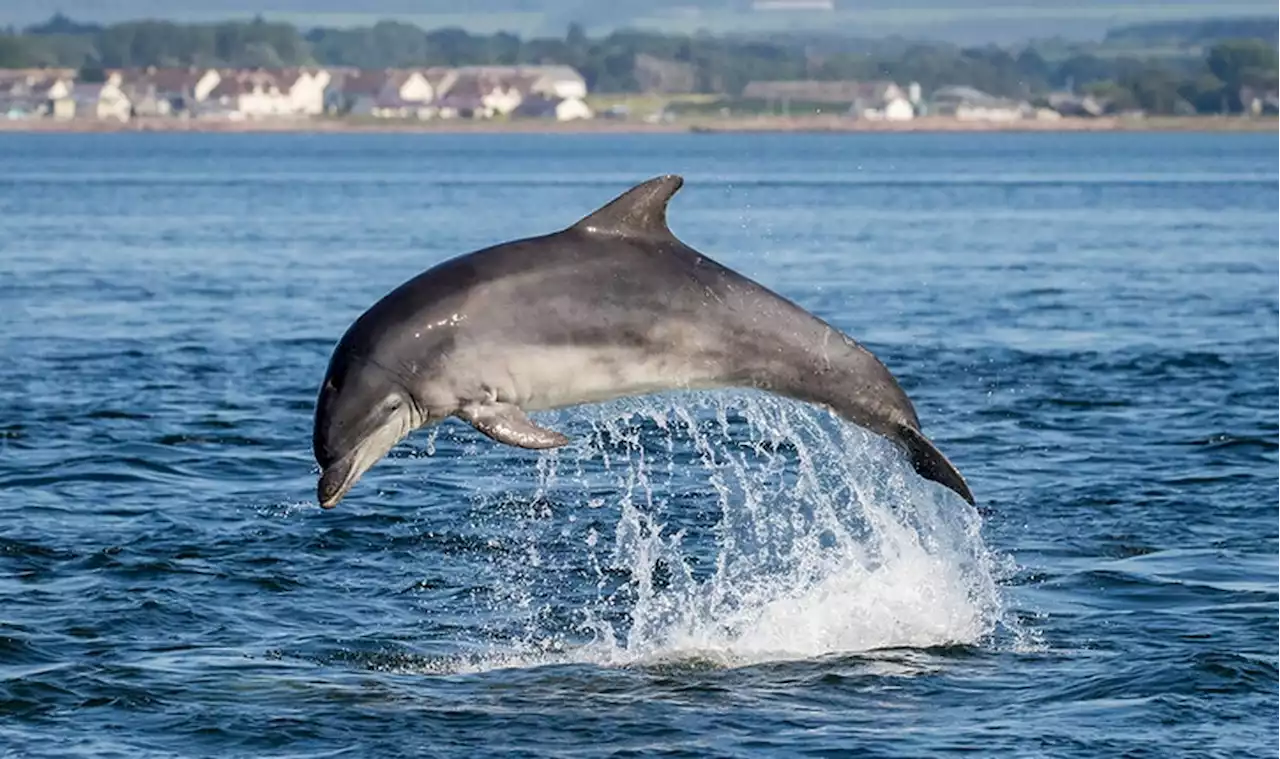 Horror as dolphins suffer ‘severe casualties’ in Ukraine war with ‘several thousand’ dead