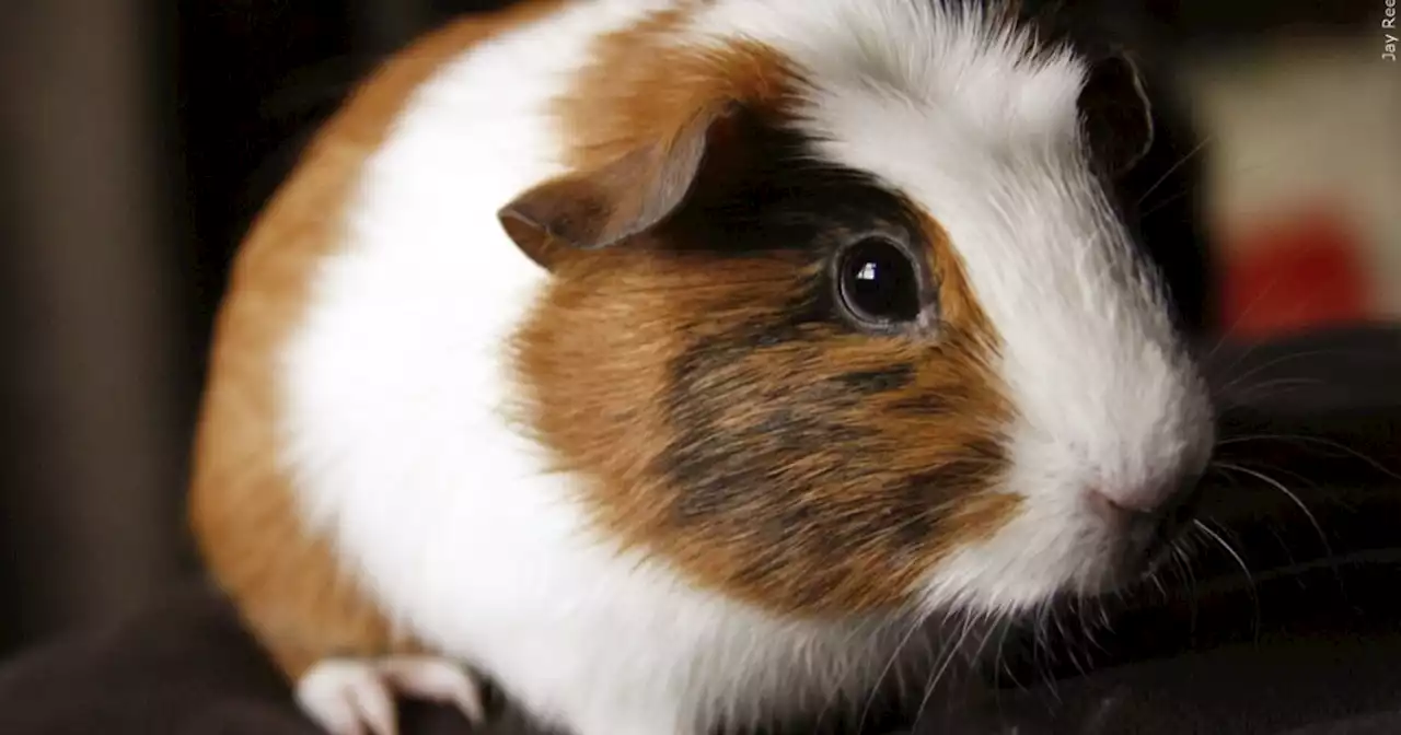 Utah man charged with torturing guinea pigs, posting videos online