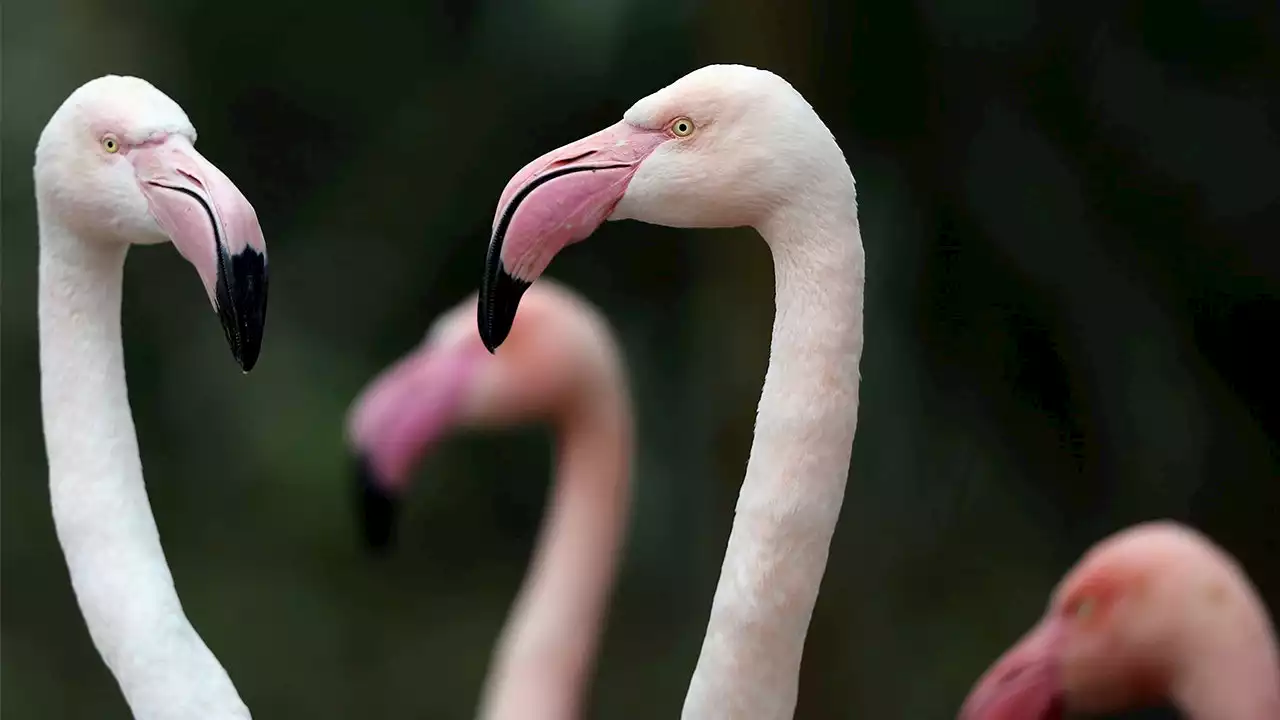 Dallas Zoo flamingos return to public display