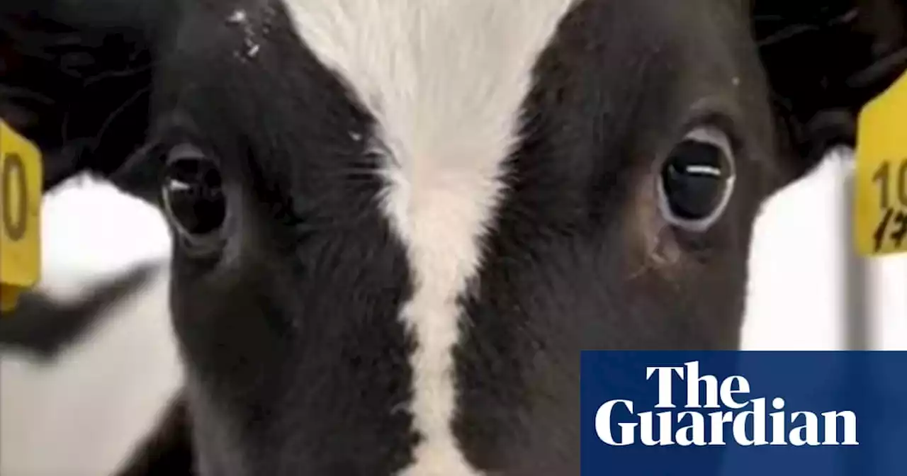 UK watchdog bans vegan TV ad for showing violence towards animals