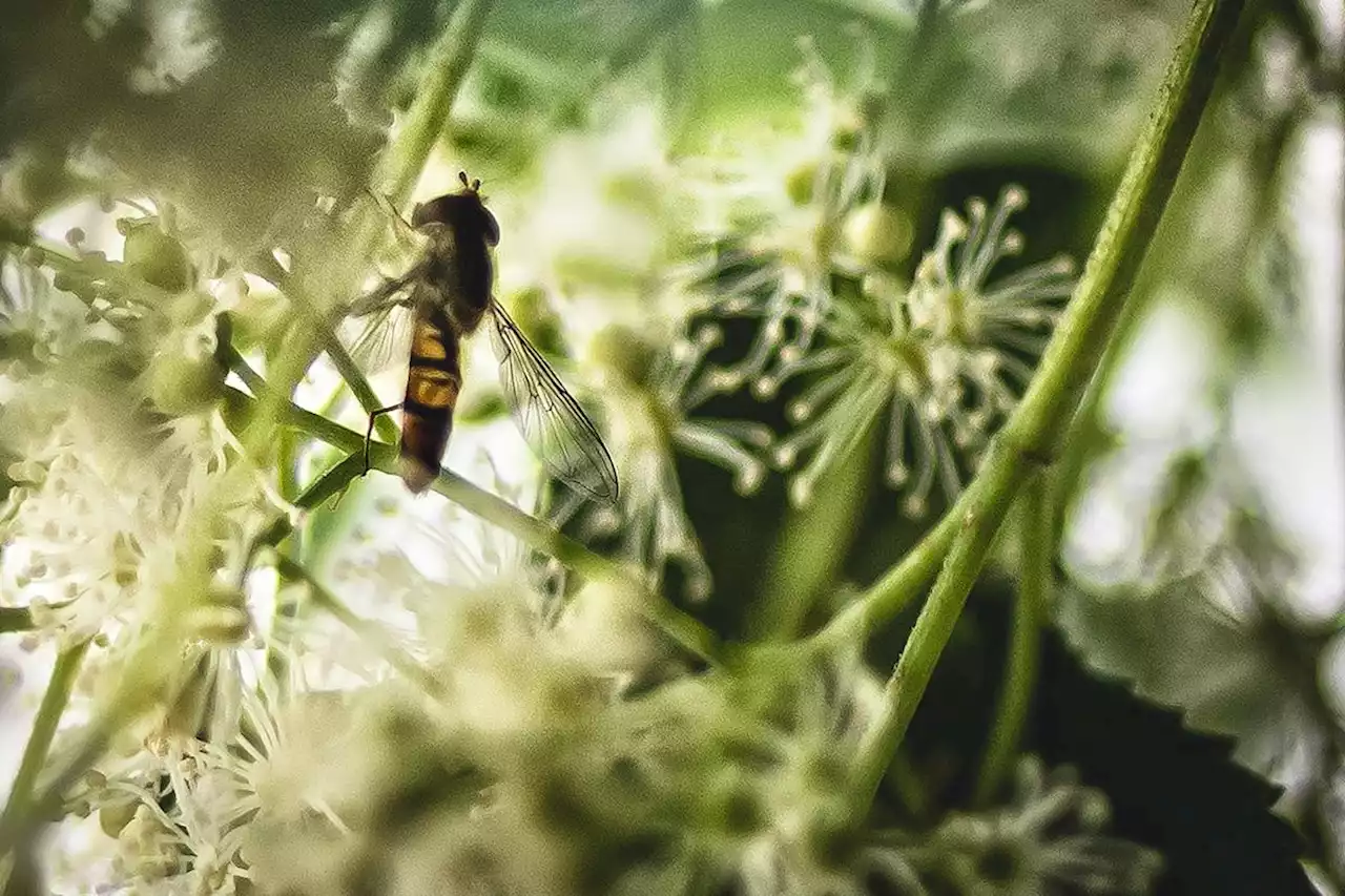 De finale van Maai Mei Niet: hoe uw tuin ons land verandert