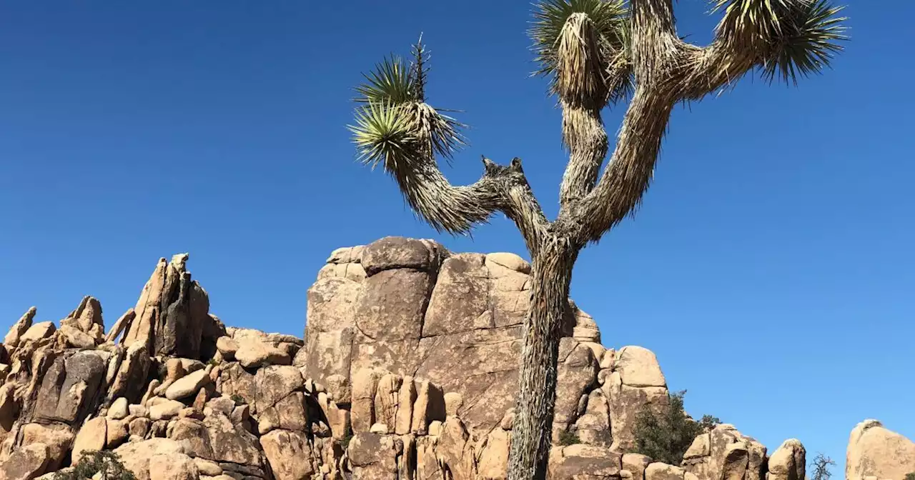 Joshua Tree National Park closes trail so bighorn sheep can get water