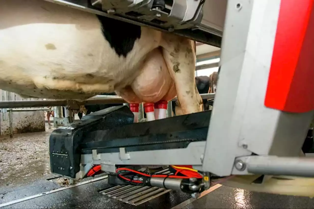 Los robots están transformando la vida de las vacas lecheras