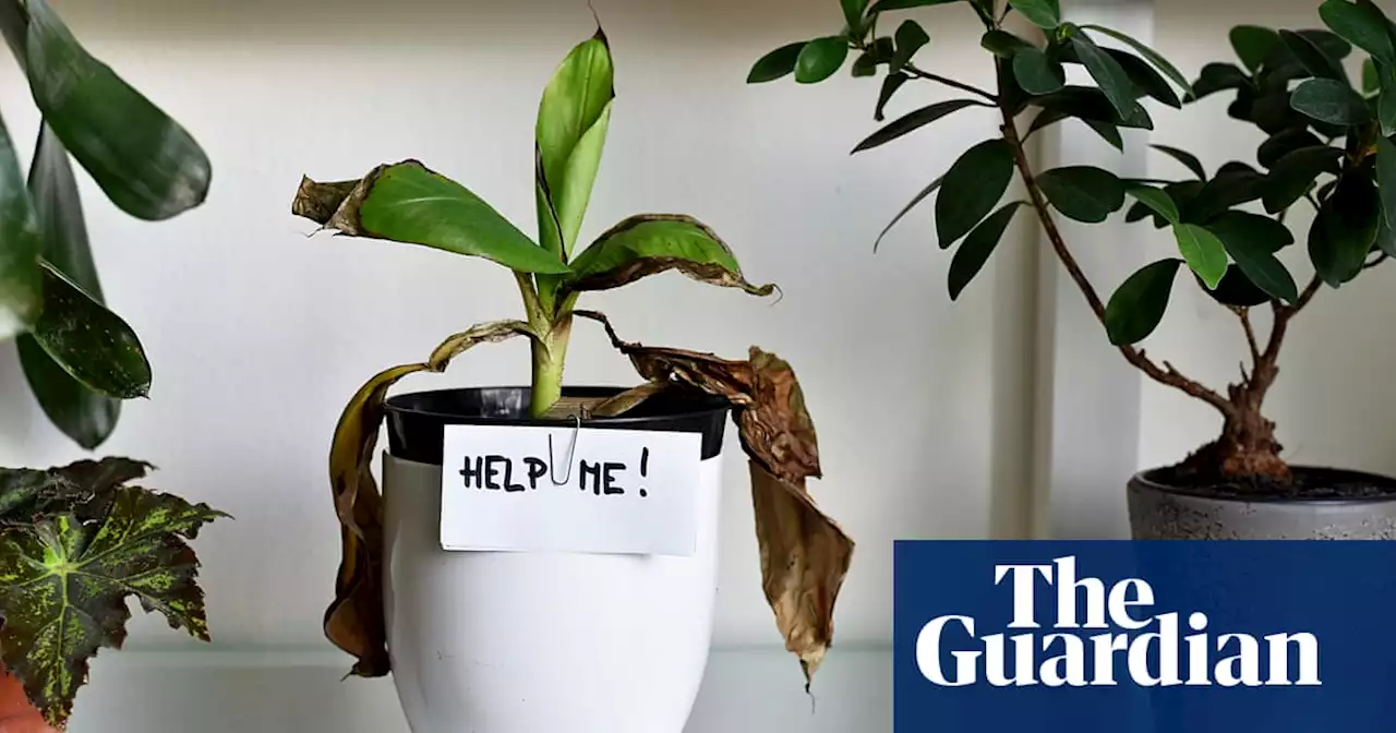 Feeling down? Maybe it’s your houseplants’ fault