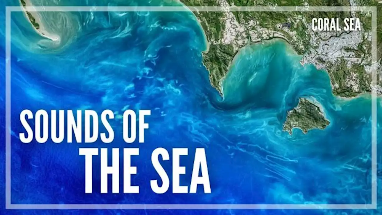 Hear 'Sounds of the Sea' in Ocean Scientists' Music Project