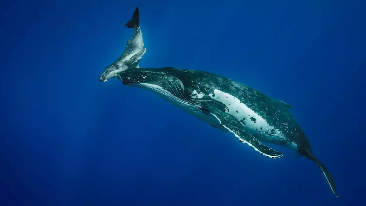 Humpback whales face a major setback from climate change