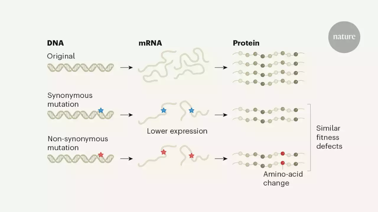 Mutations matter even if proteins stay the same