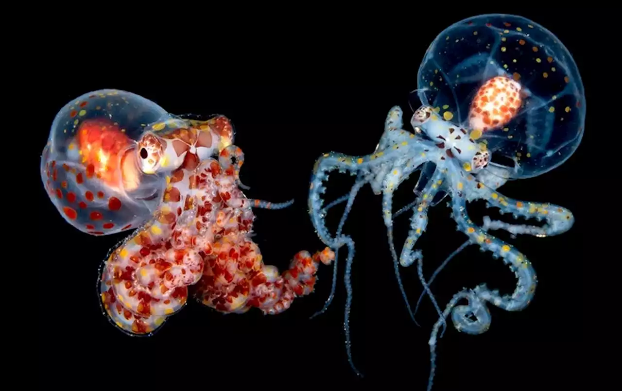 See the Mysterious Sea Creatures that Only Come Up at Night