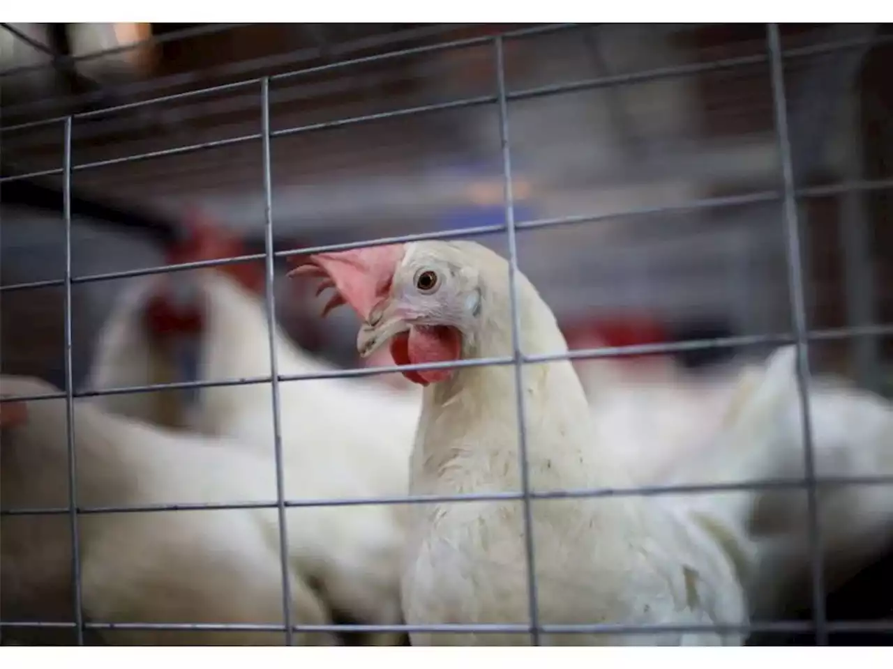 Avian flu continues its spread in B.C.