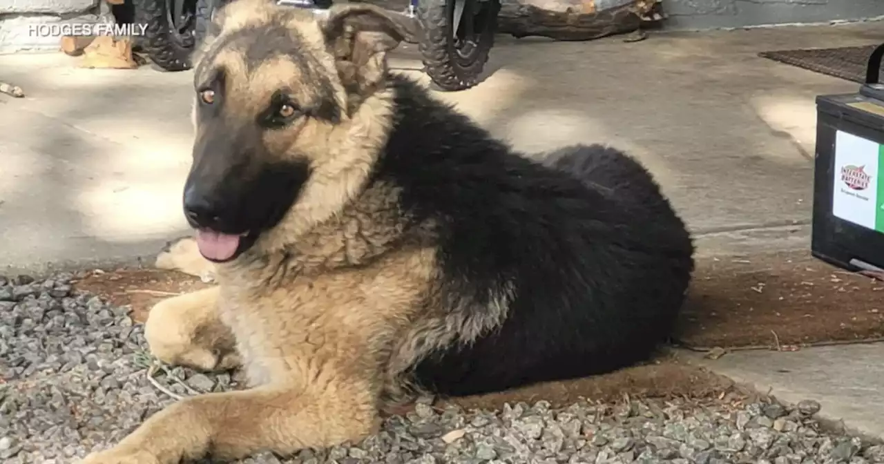 El Cajon Police K-9 handlers help dog in animal ER