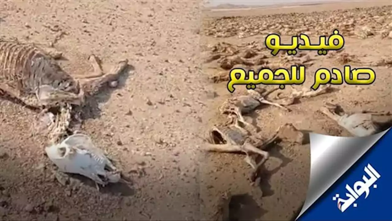 انفراد| شاهد.. مقبرة «حمير مذبوحة ومسلوخة» بصحراء الفيوم