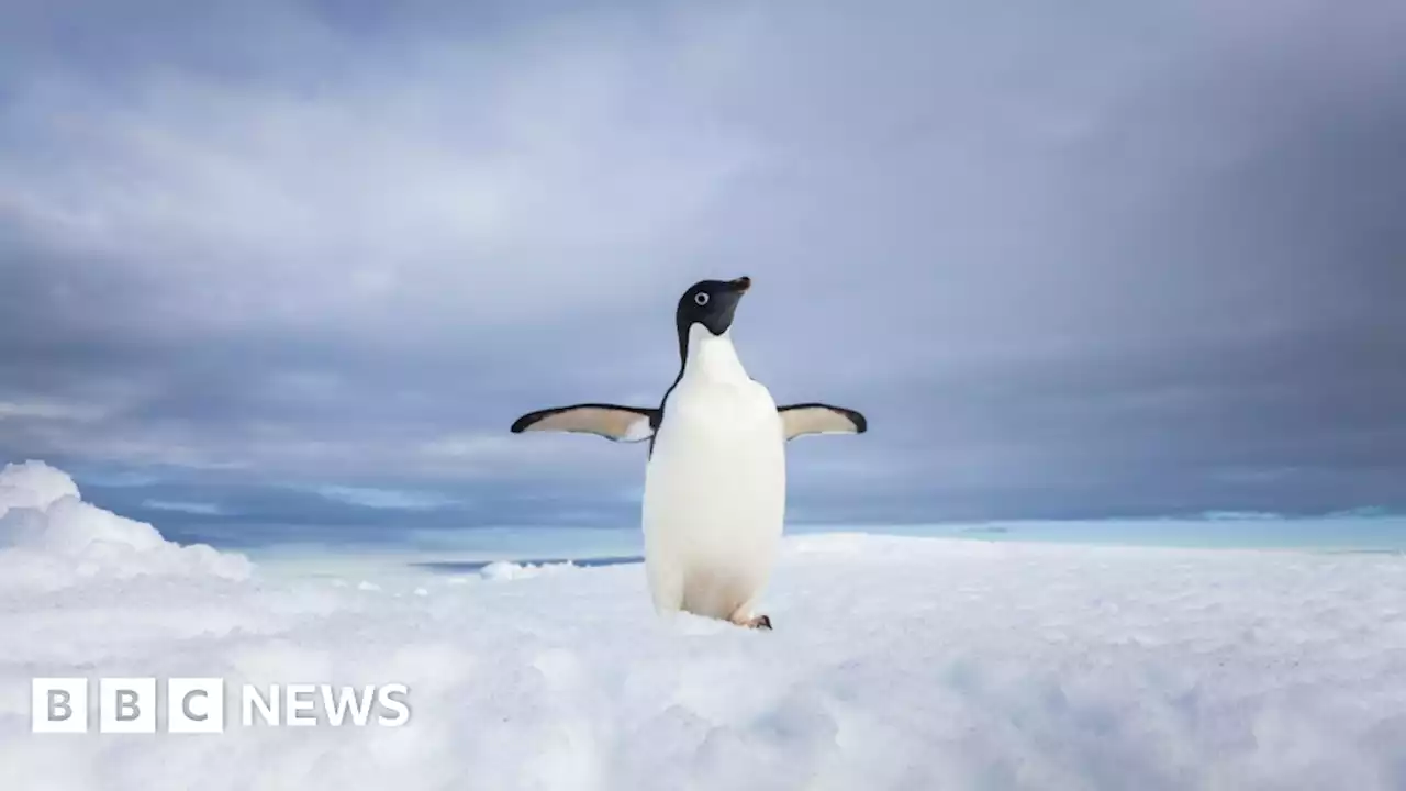 Microplastics found in fresh Antarctic snow