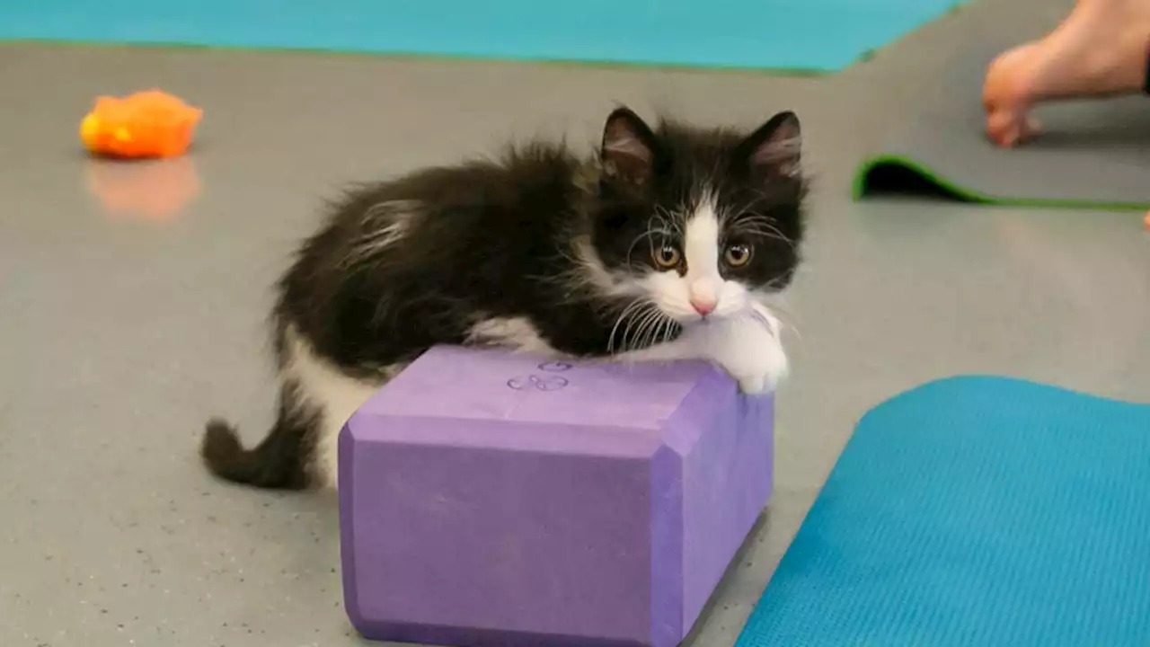 'Cats On Mats' Returns To Denver Animal Shelter