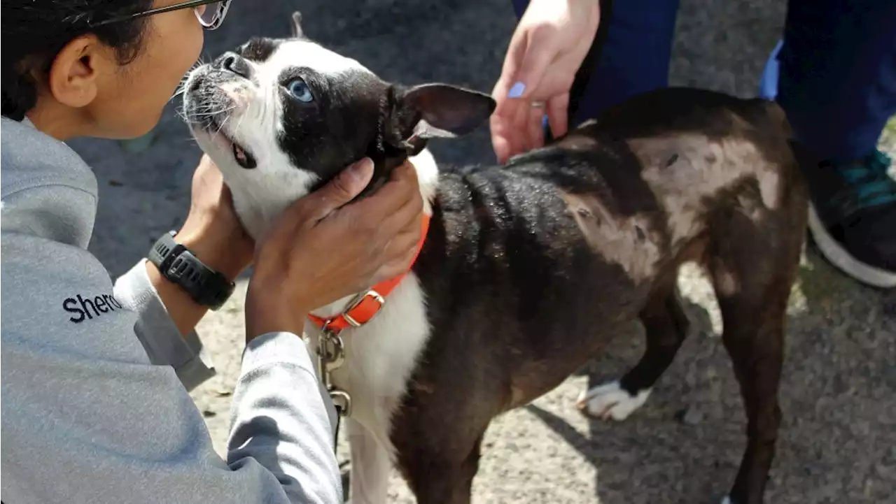 Cop's best friend: Dog injured in stabbing adopted by Quebec police officer who saved her