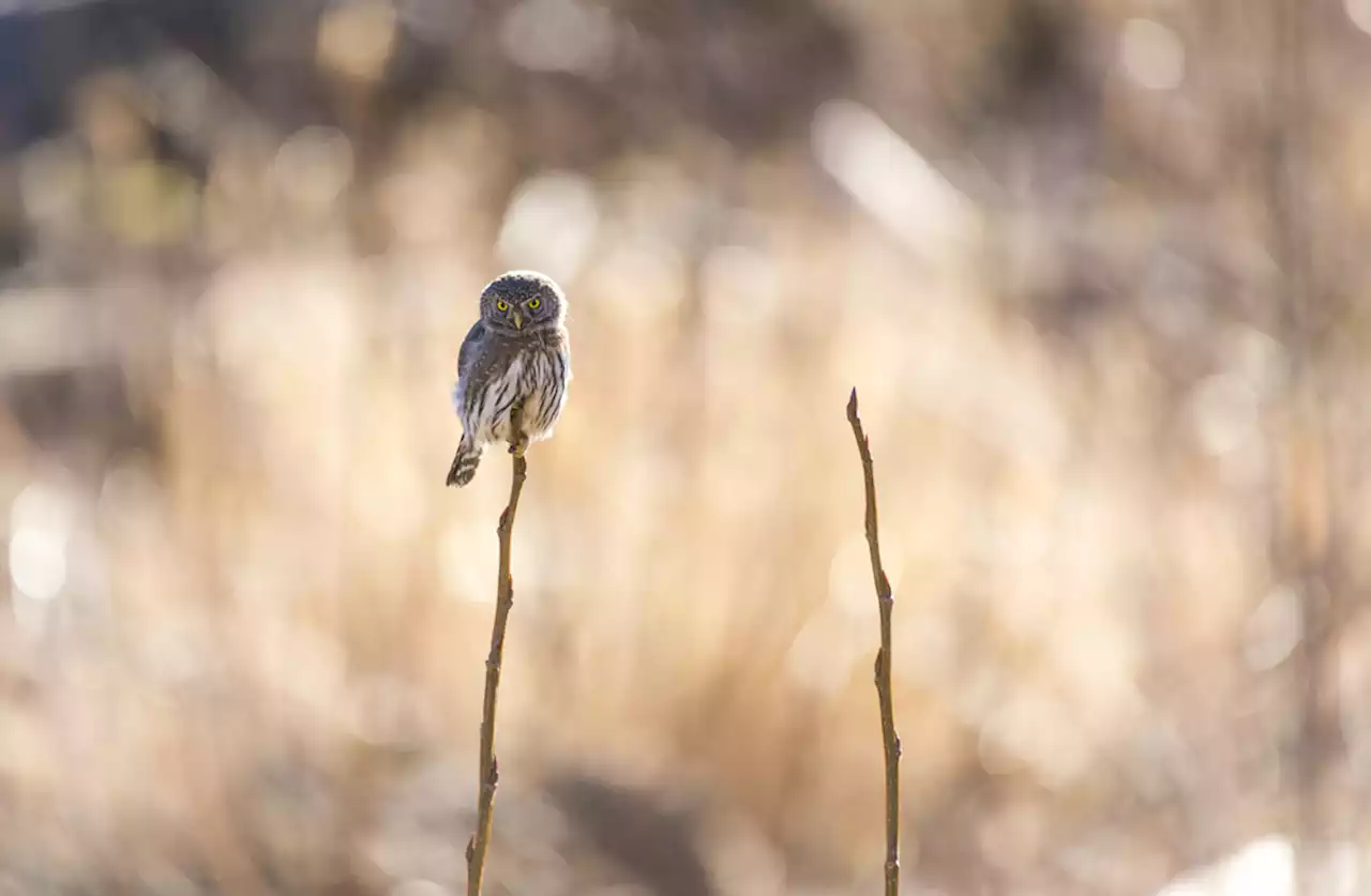 An Extinct Owl Once Hunted by Day