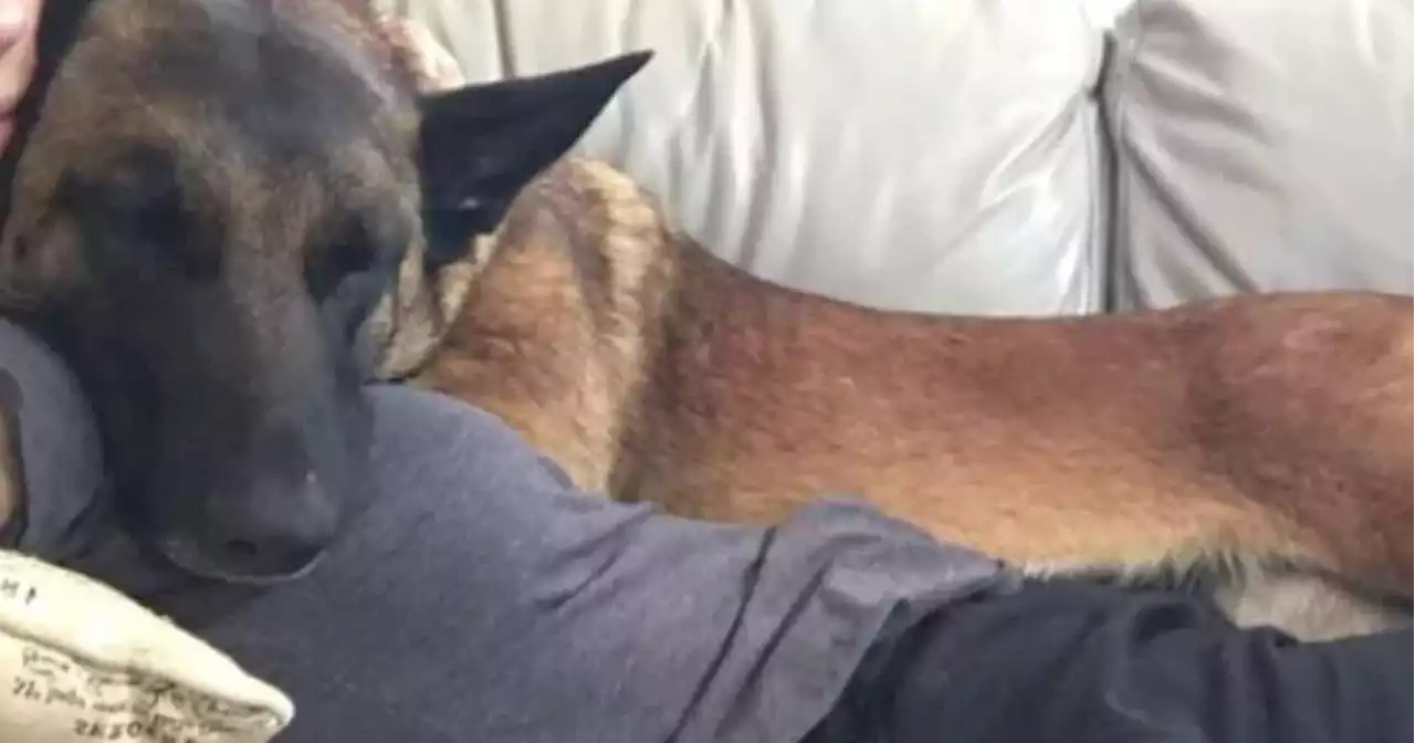 Dog that defended California owner from mountain lion dies