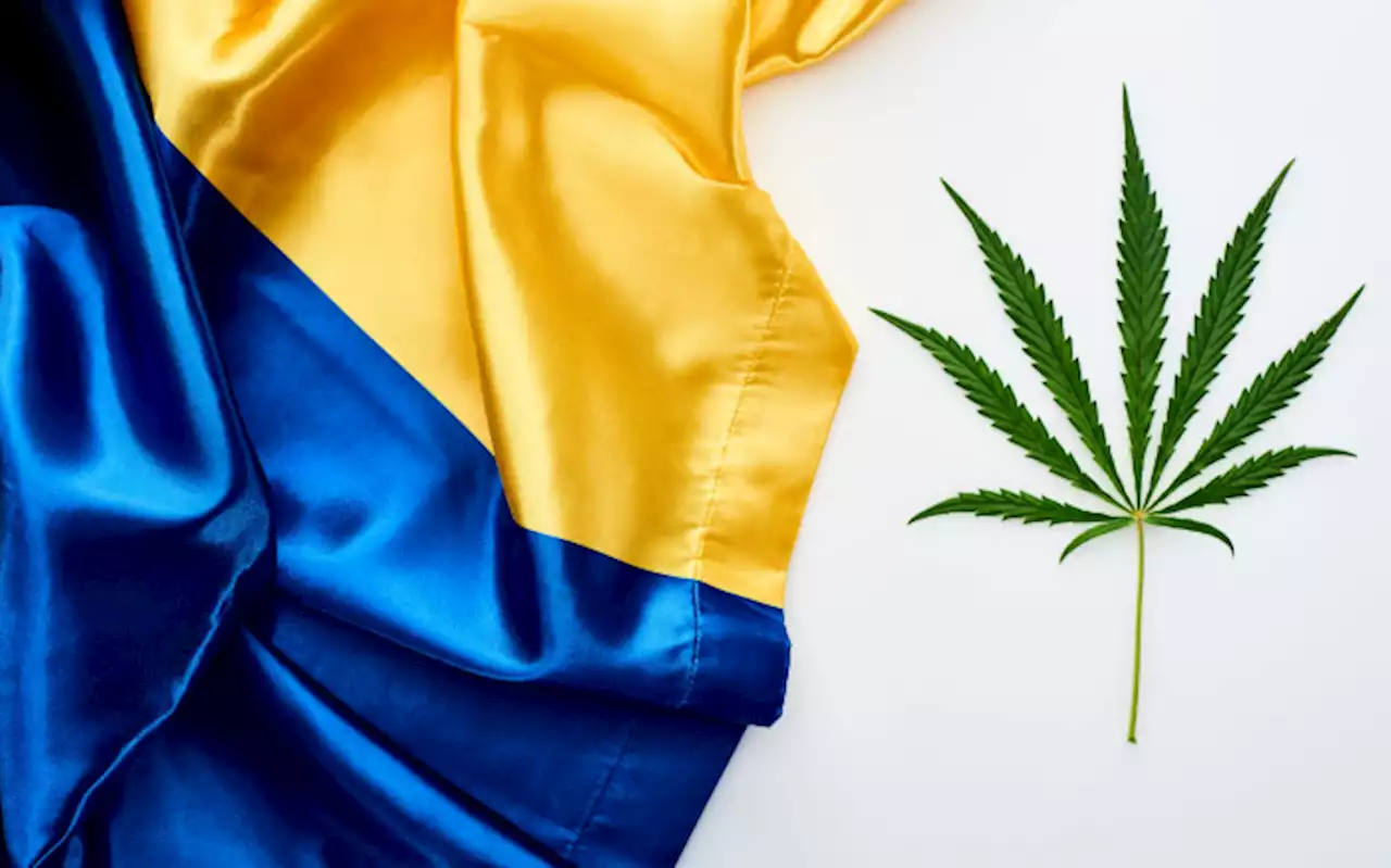 Ukraine to legalise dagga: 'We understand the effect of war on mental health'