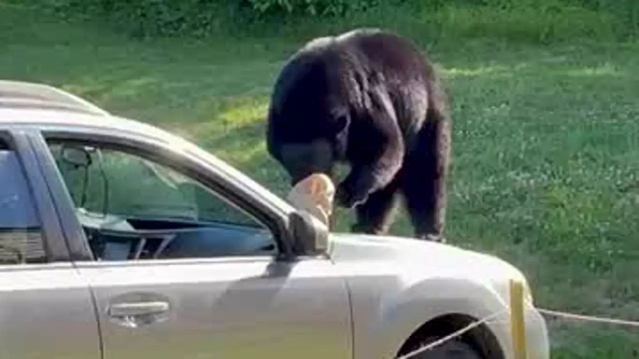 Bear smashes car window, helps itself to leftover McDonald’s