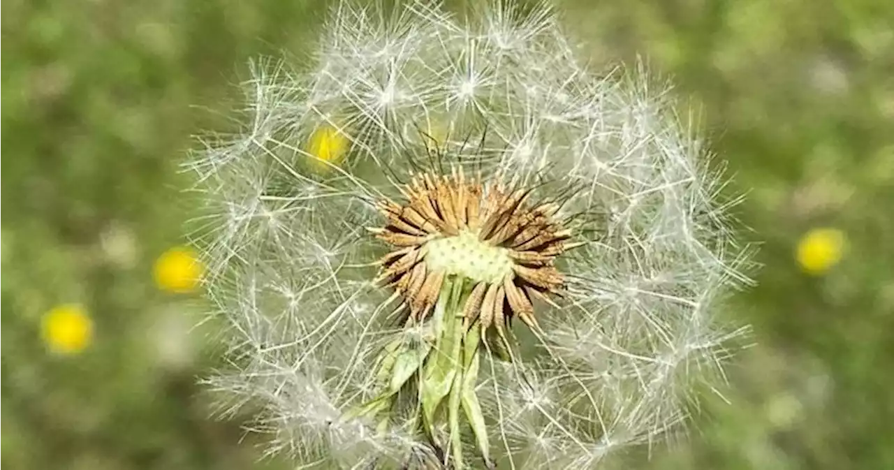 Climate change likely to worsen Manitoba allergy seasons: experts - Winnipeg | Globalnews.ca