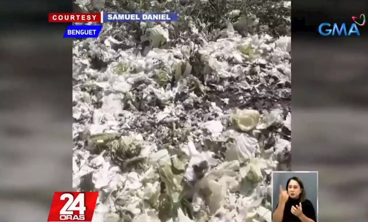 Benguet farmer opts to turn cabbages into fertilizer over high transportation cost
