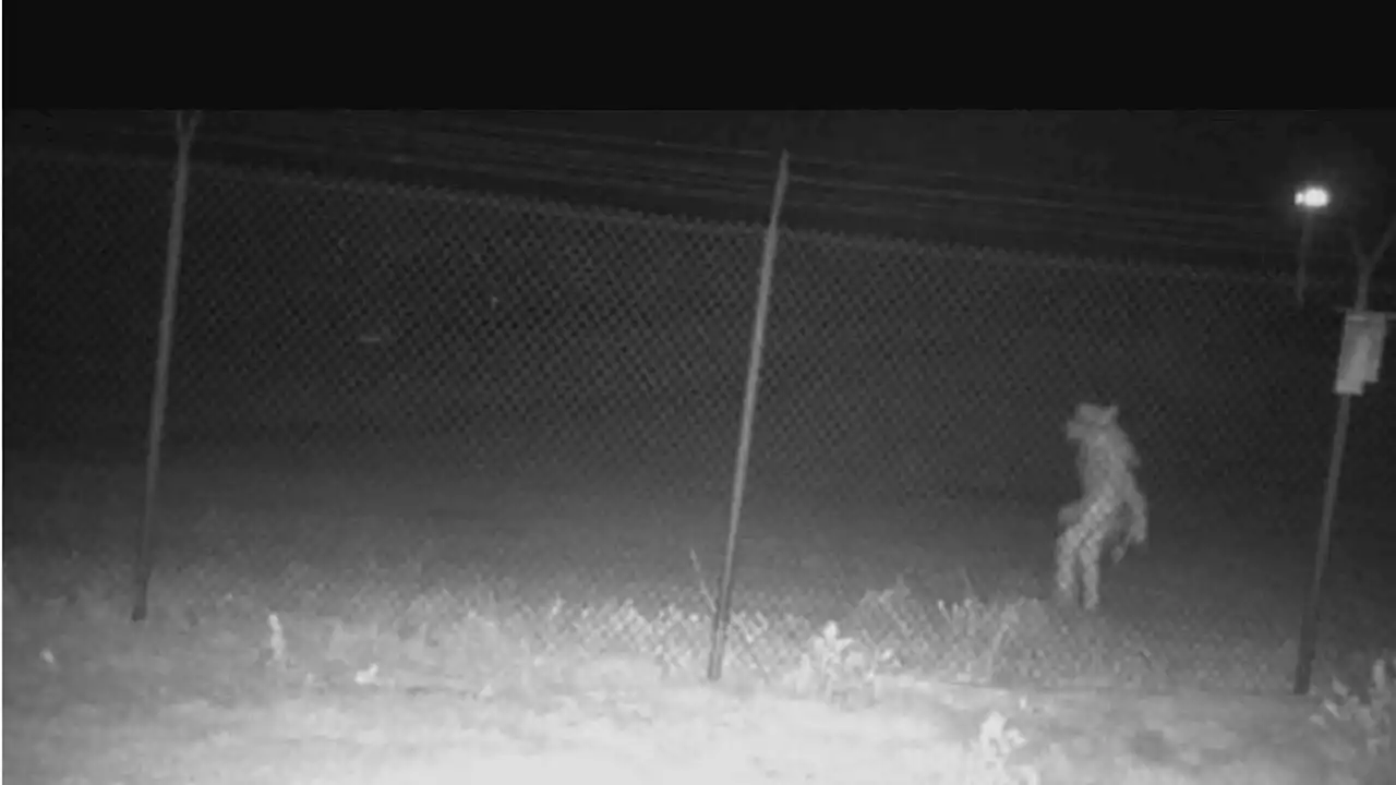 What is it? Strange image caught on camera at Texas zoo