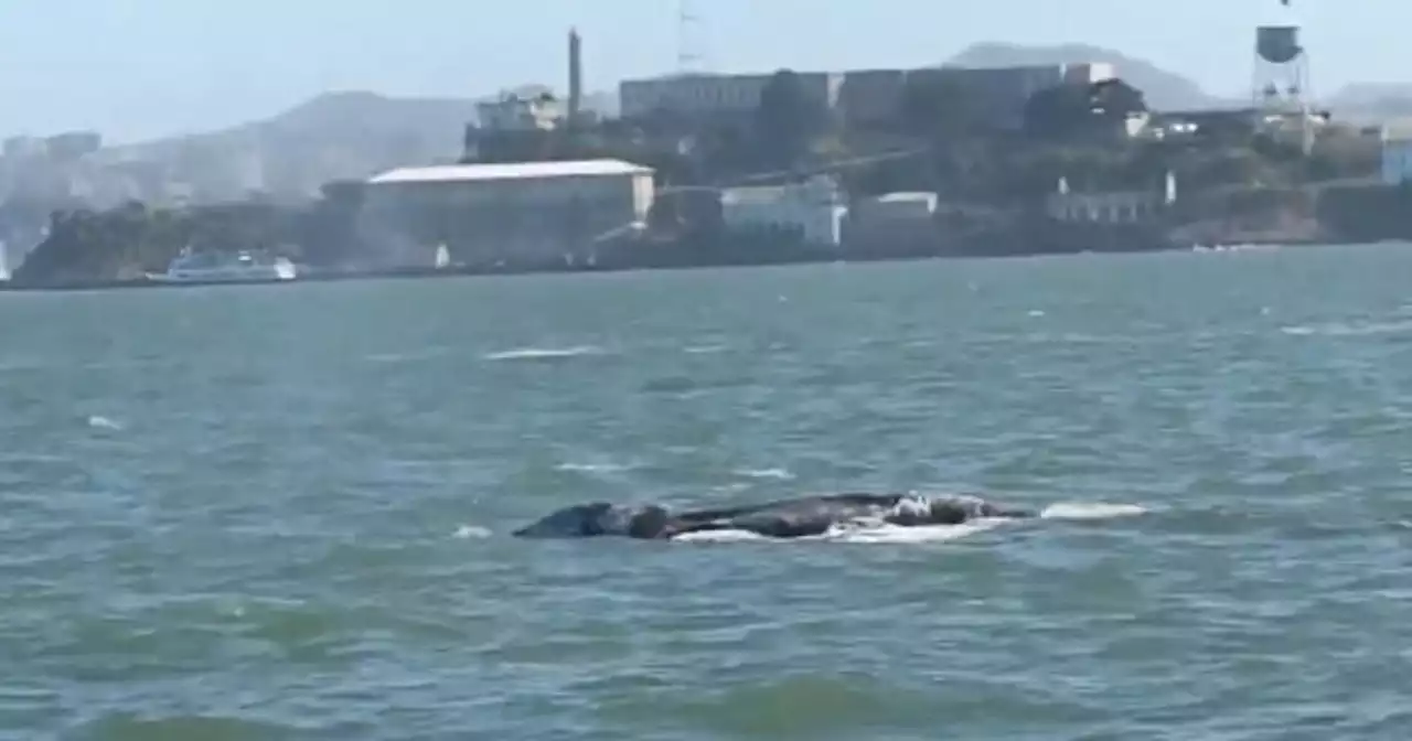 Migrating whales putting on show in San Francisco Bay