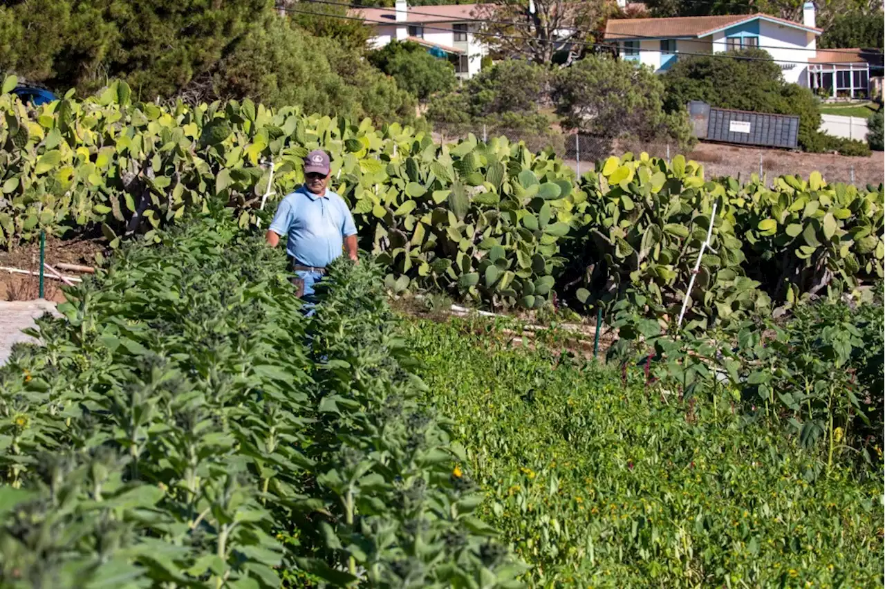 No profit for the last Japanese American farm on the Peninsula, but that’s by design