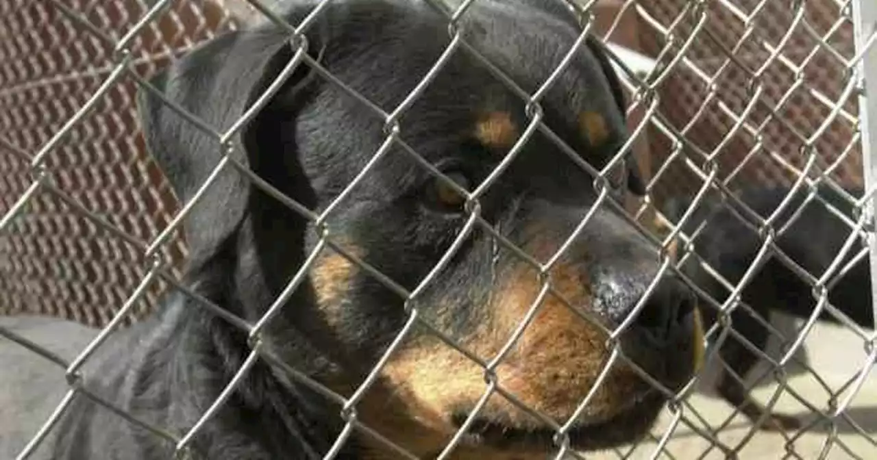 Un rottweiller atacó a una bebé de un año y cinco meses y lo dejó en grave estado | Sucesos | La Voz del Interior