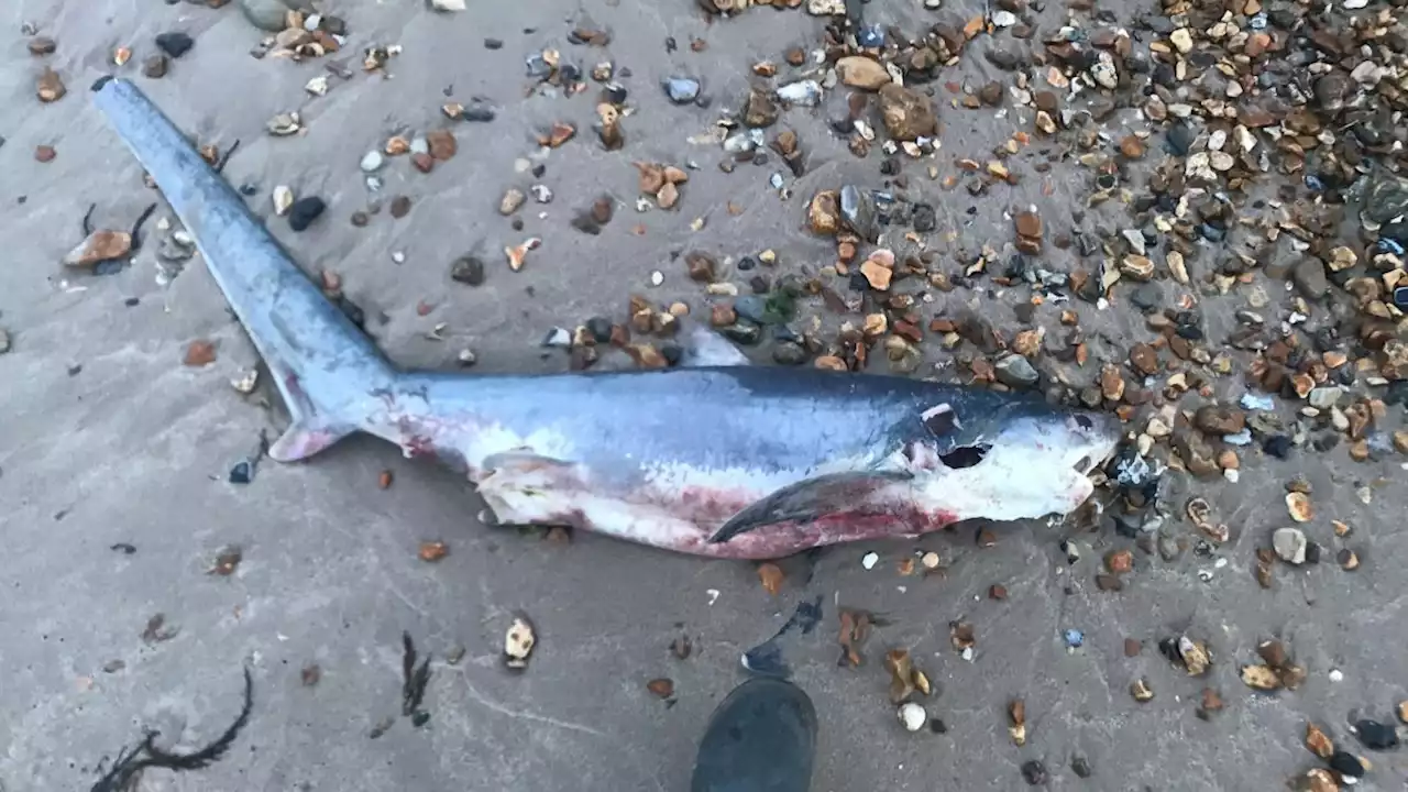 Dead baby shark that washed up on UK beach was likely aborted by its mother