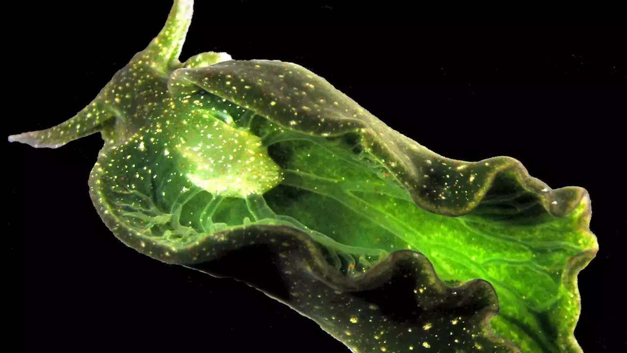 Solar-Powered Sea Slugs Becoming Too Rare to Study