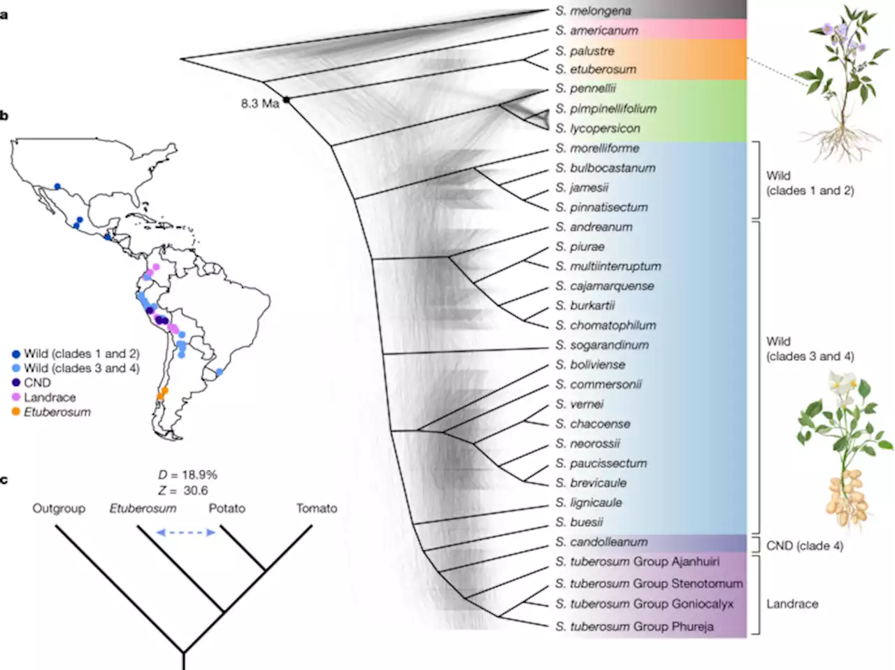 Genome evolution and diversity of wild and cultivated potatoes - Nature